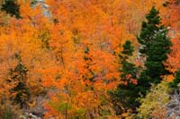 09-zoom_of_Fall_colors
