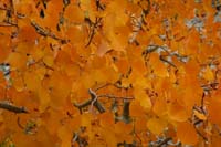 10-close_picture_of_Aspen_leaves