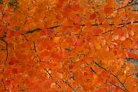 17-colorful_Aspen_leaves