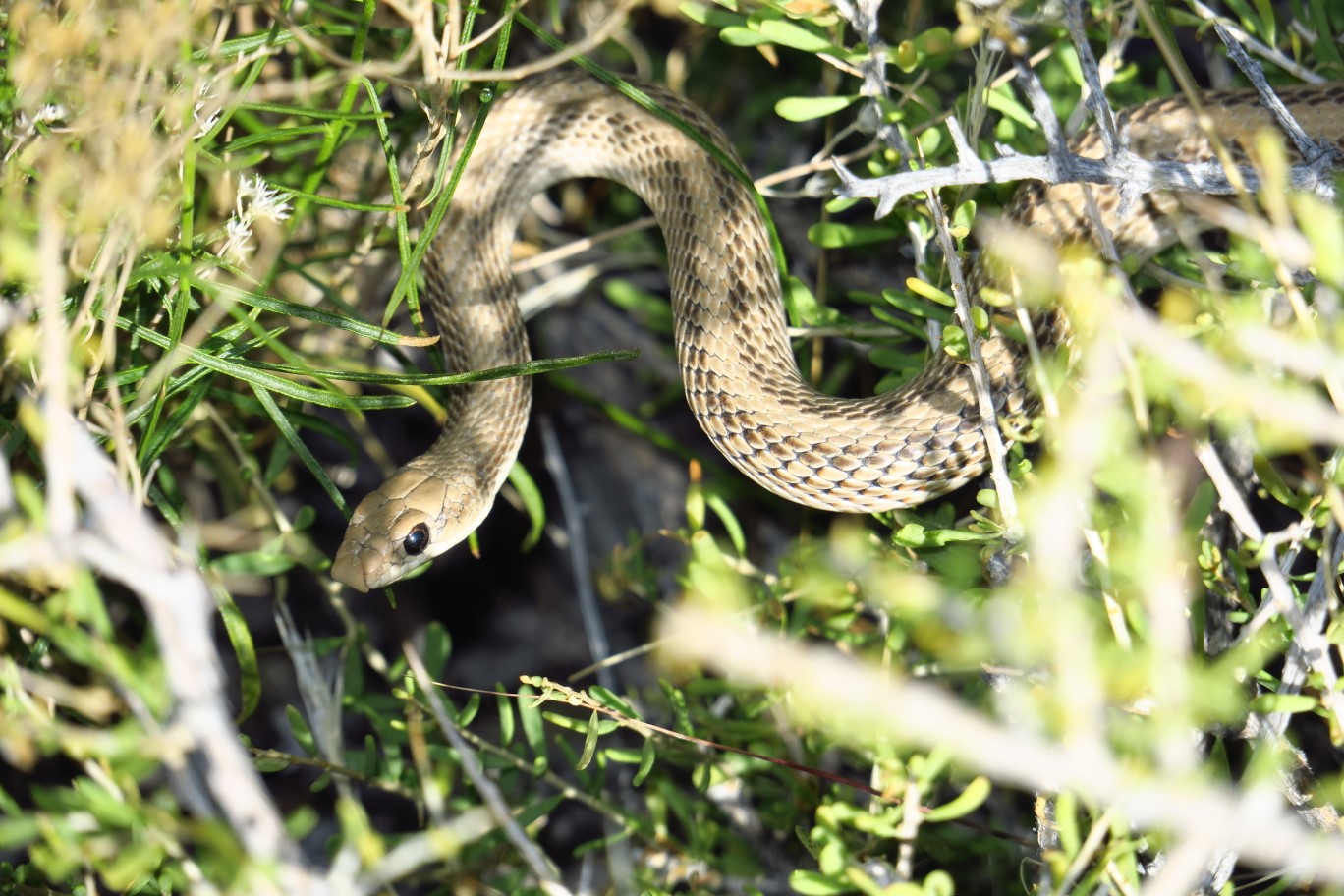 06-Mojave_Patch-Nosed_Snake_meandering_through_shrubs