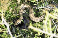 06-Mojave_Patch-Nosed_Snake_meandering_through_shrubs