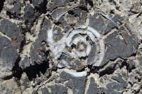 23-fossil_in_the_limestone