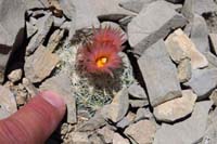 41-very_small_cactus_blooming-Desert_Spinystar-Escobaria_Vivipara
