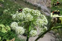 12-hunt_bumble_bee_gathering_nectar_from_a_Charleston_Mountain_Angelica-Angelica_Scabrida