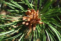 31-early_growth_of_a_pine_cone