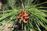 32-early_growth_of_a_pine_cone