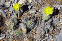 44-blooming_prickly_pear_cactus
