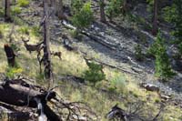 34-deer_in_a_field