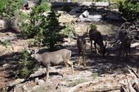 35-deer_are_keeping_an_eye_on_us_as_we_pass_by