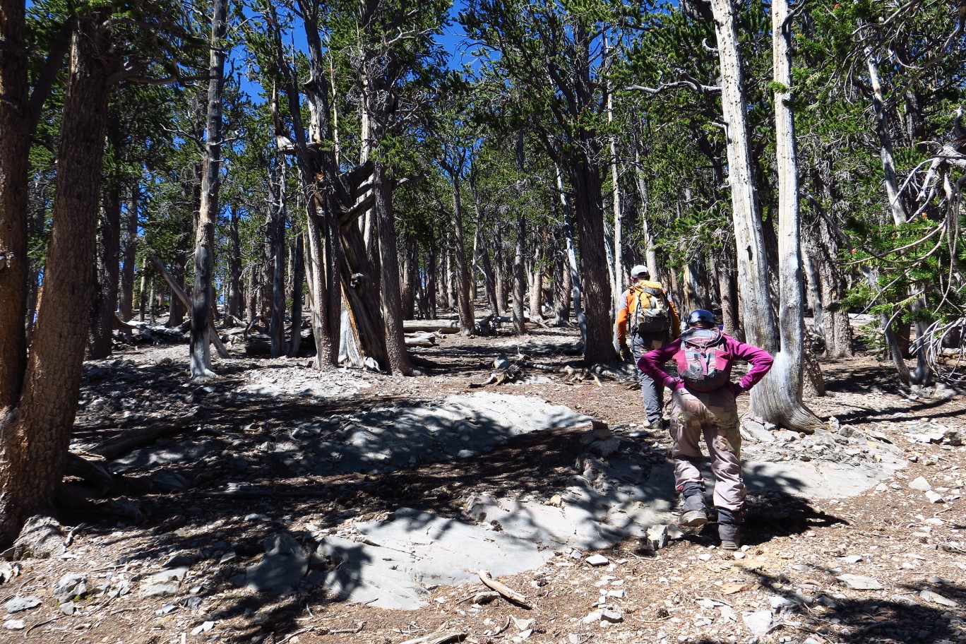 23-literally_a_walk_in_the_forest