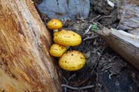 11-mushrooms