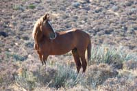 03-another_wild_horse