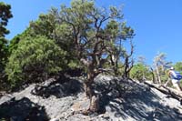 10-interesting_tree_literally_growing_out_of_a_rock