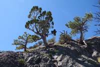 11-limestone_planters_box-amazing_how_life_adapts_by_growing_in_the_rocks