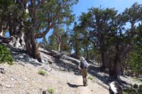 14-passing_through_some_old_bristlecone_pine_trees_at_10k