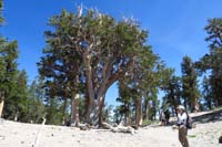 15-Raintree-oldest_bristlecone_in_Mt_Charleston_area-about_3000_years_old