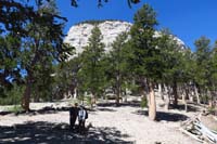 22-lots_of_other_bristlecone_pines_nearby