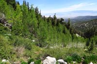 33-these_aspens_will_look_amazing_in_the_fall