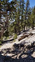 42-Daddy_and_Kenny_passing_through_the_bristlecones