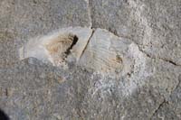 09-fossil_in_limestone-about_finger_length_long