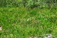 20-lots_of_columbines_and_lupines