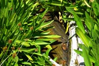 21-pretty_sight_enjoying_the_sound_and_sight_of_flowing_water_down_a_log