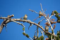 24-group_of_Cedar_Waxwing_(Bombycilla_cedrorum)_birds_hanging_out_at_10k