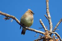 25-Cedar_Waxwing_(Bombycilla_cedrorum)-enjoyed_watching_them_while_having_lunch