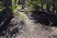 39-looking_back_to_usage_trail_from_Bristlecone_Alternate_Trail