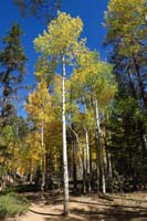 43-more_pretty_fall_colors