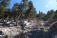 46-continuing_up_quite_steep_50_percent_grade_and_pretty_forest