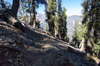 61-pretty_distant_views_along_the_trail_through_the_forest