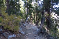 62-pretty_forest_to_hike_through