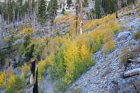 64-colorful_aspens_along_trail
