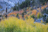 66-colorful_aspens_along_trail