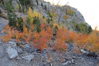 68-colorful_aspens_along_trail