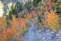 69-colorful_aspens_along_trail