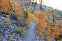 71-colorful_aspens_along_trail