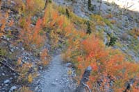 72-colorful_aspens_along_trail