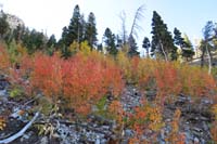 73-colorful_aspens_along_trail