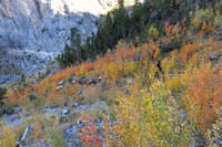 74-colorful_aspens_along_trail