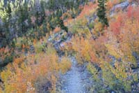 75-colorful_aspens_along_trail
