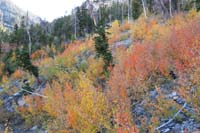 76-colorful_aspens_along_trail