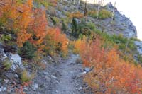 77-colorful_aspens_along_trail