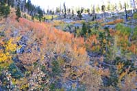 78-colorful_aspens_along_trail