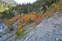 79-colorful_aspens_along_trail