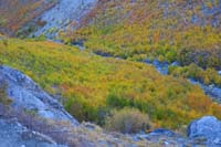 82-colorful_aspens_along_trail