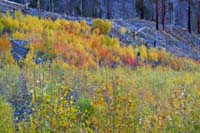 84-colorful_aspens_along_trail