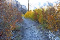 85-mixture_of_colors-some_aspens_are_at_prime,past_prime,and_before_prime_color_change