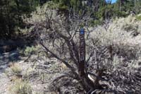 07-Blue_Tree_66-remove_and_replace_sign_at_bottom_of_hill,turn_left_down_wash